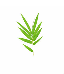 Bamboo leaf green on white background