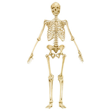 Watercolor anatomy human body parts skeleton and skull