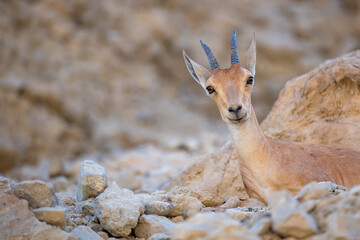 A Nubian ibex in the Ein Gedi National park, Israel