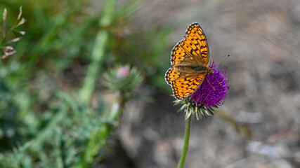 Farfalla arancione con puntini marroni posata sui fiori della montagna, in estate