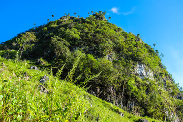 Fototapeta premium Mountain hill green meadow semi alpine forest