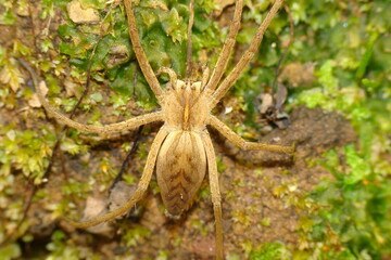 Nursery Web Spider (Pisaura mirabilis), male