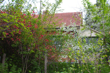 country house in spring garden, blooming trees