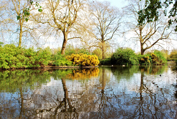 Trees reflection on Southwark Park Pond 