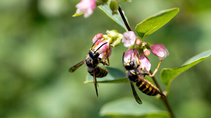 Common Wasps searching for pollen on Snowberry flowers