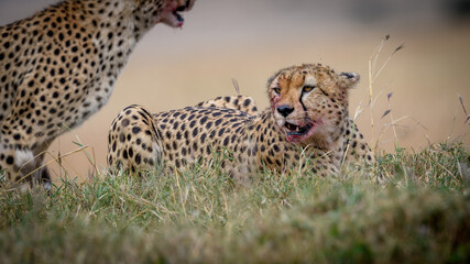 cheetah in the savannah in Masai mara Kenya