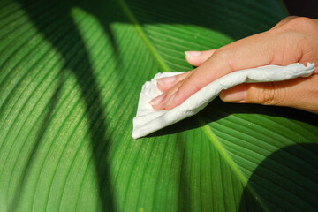 Hand of a woman cleaning the leaf of a tropical plant. Concept of plant care.