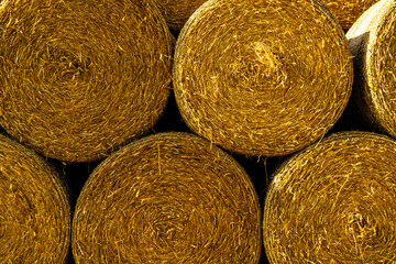 Round yellow hay bales stacked in a row.