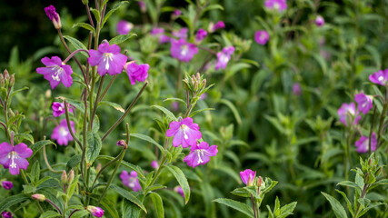 Fototapeta premium Great Willowherb, also known as Great Hairy Willowherb