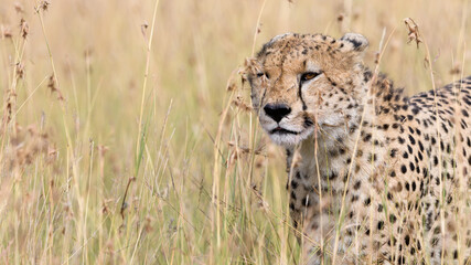 cheetah in the savannah in Masai mara Kenya