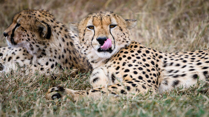 cheetah in the grass in Masai mara Kenya