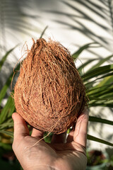 Kokos, owoc orzech tropikalny, na jasnym tle. - obrazy, fototapety, plakaty