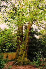 Big Oak Tree with face Greenwich Park