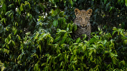 leopard in the tree in Masai mara Kenya