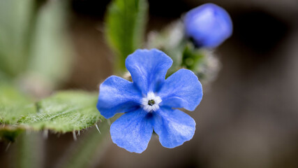 The delicate, bright blue flowers of Siberian Bugloss