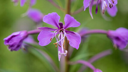 Rosebay willowherb, also known as Fireweed, in full bloom