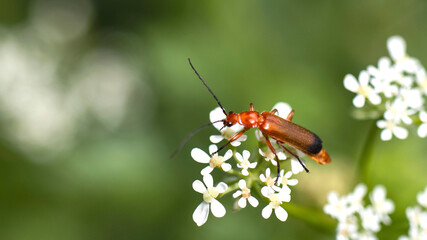 A Common Red Soldier Beetle on a Cow Parsley flower