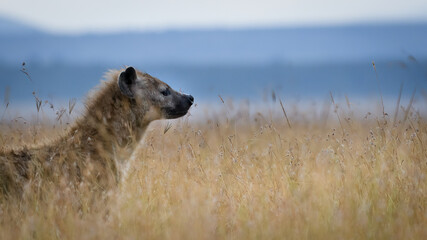 hyena in Masai mara Kenya