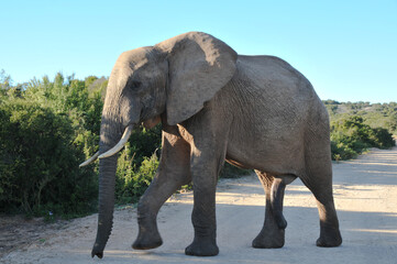 An elephant bull crossing the road in the National Addo Elephant Park in the Eastern Cape of South Africa