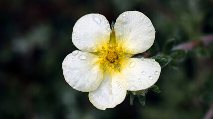 A pale yellow Shrubby Cinquefoil flower, covered in water droplets from the rain