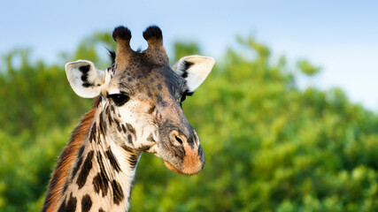 giraffe eating grass in Masai mara Kenya