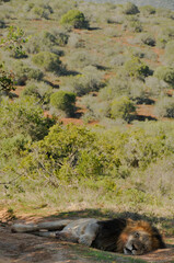 A lion sleeping after the hunt and a big meal in the Addo Elephant Park in the Eastern Cape South Africa