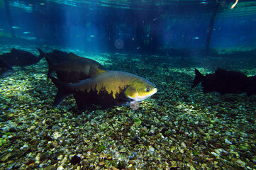Fototapeta premium Tambaqui (Colossoma macropomum), também chamado de Pacu Vermelho