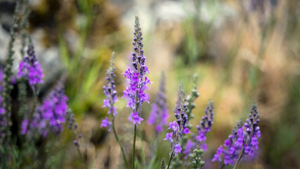 Purple wildflowers growing at the side of the road