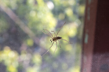 closeup big spider after glass