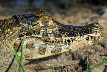 Jacaré-do-pantanal - Caiman crocodilus yacare