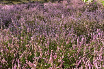 Fototapeta na wymiar beautiful purple fields with grass 