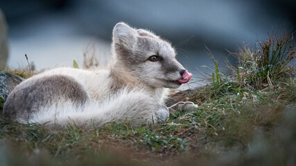 arctic fox portrait 