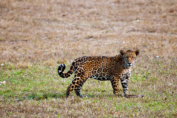 Onça pintada no Pantanal matogrossense..