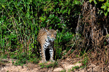 Onça pintada, Panthera onca palustris, na beira de rio no Pantanal matogrossense..