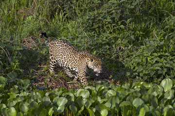 Onça pintada, Panthera onca palustris, as margens do rio Cuiabá no Pantanal matogrossense.. © Pulsar Imagens