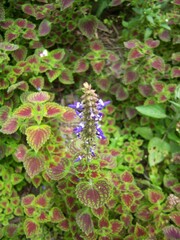 flowers in the garden
