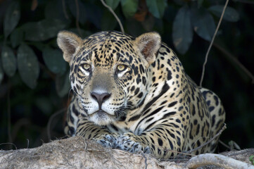 Onça pintada - Panthera onca .