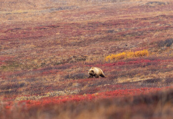 Grizzly Bear in Denali National Park Alaska in Autumn