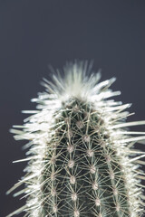 grüner Kaktus