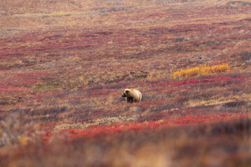Grizzly Bear in Denali National Park Alaska in Autumn