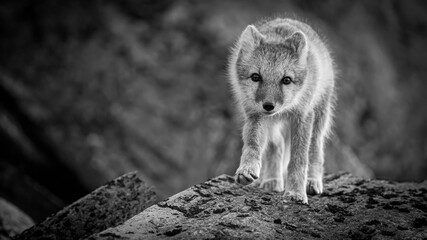 arctic fox walking 