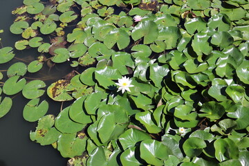 This is a picture of a lotus flower in a park lake.