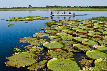 Turistas passeando e fotografando vitória-régia-do-pantanal , planta aquática que ocorre no Pantanal e que vive em colônias - obrazy, fototapety, plakaty