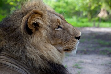 close up of a male lion lying on the ground of a Wildlife Reserve in Africa