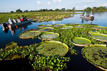 Turistas passeando e fotografando vitória-régia-do-pantanal , planta aquática que ocorre no Pantanal e que vive em colônias..