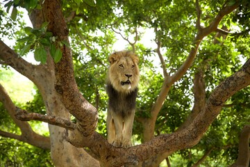 male lion in Africa climbing a tree. Lion on the top of a tree in a tropical forest of Wildlife Reserve in West Africa
