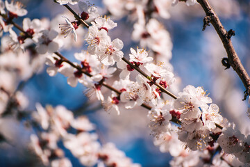 Apricot tree blossoms