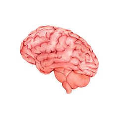 Watercolor anatomy organ brain illustration. 