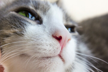 muzzle of a gray-white cat close up. Close up profile portrait of cute gray-white cat. Fluffy pet