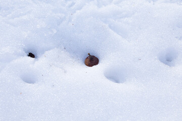 Traces of birds in the snow background